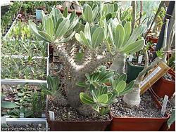 Pachypodium rosulatum var. gracilius