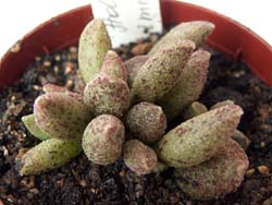 Adromischus marianae