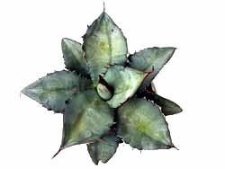 Agave titanota