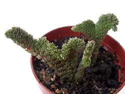 Crassula lycopodioides f. cristata