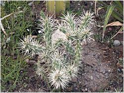 Cylindropuntia-bigelovii-NikitaBG-Lapshin-2008.jpg