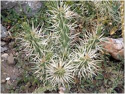 Cylindropuntia-bigelovii2-NikitaBG-Lapshin-2008.jpg