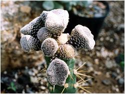 Cylindropuntia-clavarioides-809-12-NikitaBG-Lapshin-2003.jpg