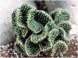 Cylindropuntia-cylindrica-809-19-NikitaBG-Lapshin-2003.jpg