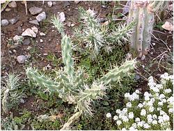 Cylindropuntia-imbricata-NikitaBG-Lapshin-2008.jpg