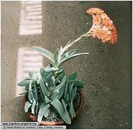 Крассула перфолиата (листьеобъятая)