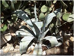 Agave americana