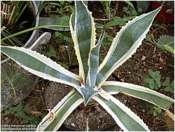 Agave americana variegata