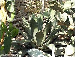 Agave salmiana