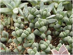 Corpuscularia