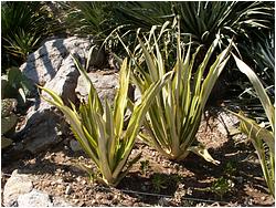 Furcraea sp. f. variegata