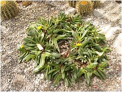 Glottiphyllum latum 