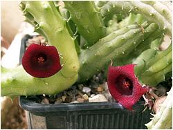 Huernia+schneideriana