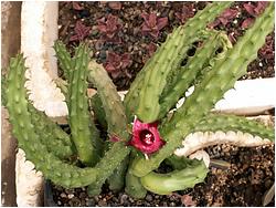 Huernia+schneideriana