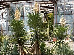 Yucca aloifolia