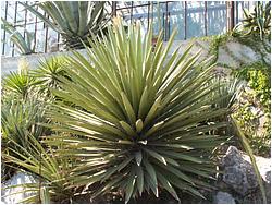 Yucca brevifolia