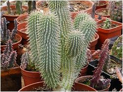 hoodia gordonii amazon que es