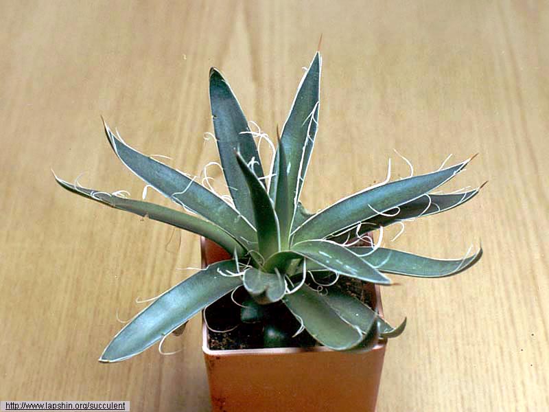 http://www.lapshin.org/succulent/album/Agave-filifera-0956-17-1999.jpg