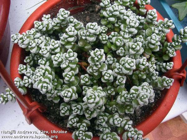 Crassula-coralina-NA.jpg