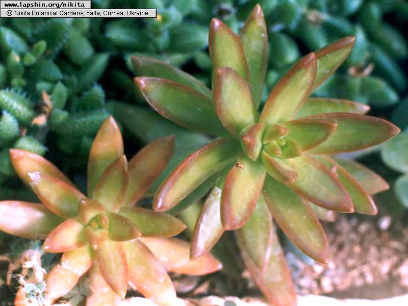 Sedum-nussbaumerianum-1077-21-2003.jpg