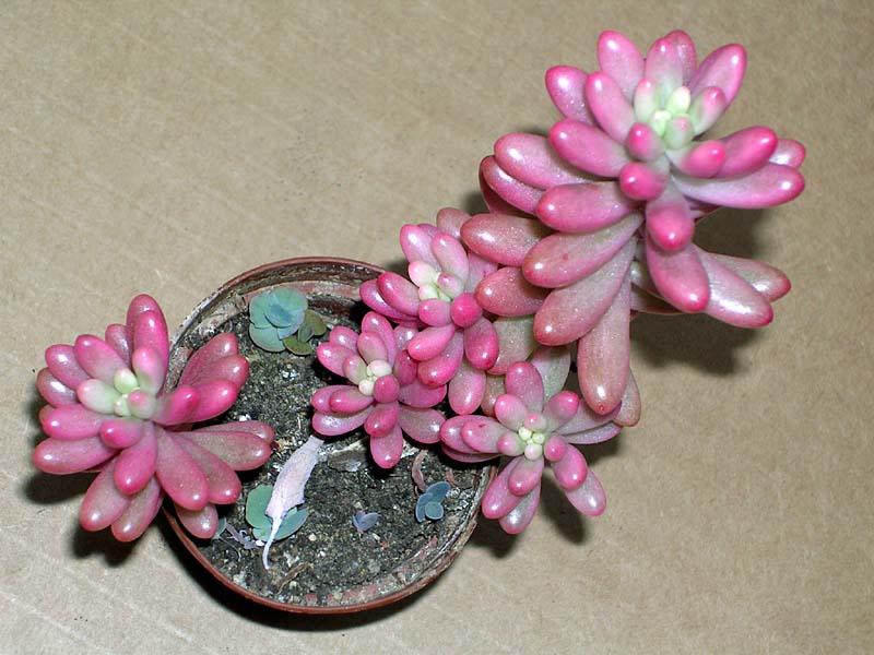 Sedum-rubrotinctum-Aurora-liho2004.jpg