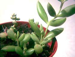 Cotyledon jacobseniana 