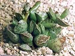 Adromischus