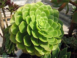 Aeonium aizoon