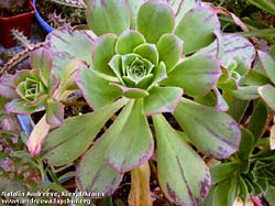 Aeonium mascaense (sedifolium X haworthii)