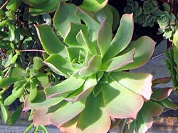 Aeonium cuneatum