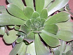 Aeonium decorum