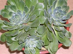 Aeonium lancerottense