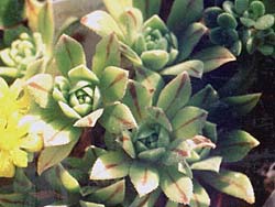 Aeonium sedifolium X simsii