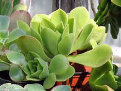 Aeonium subplanum