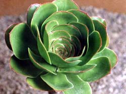 Aeonium undulatum