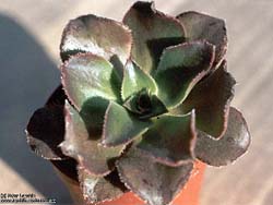 Aeonium valverdense