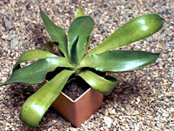 Agave celsii