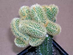 Winterocereus aureispinus f. cristata (syn. Cleistocactus winteri) 