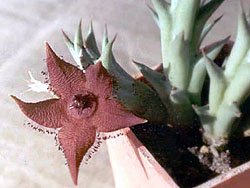 Orbea woodii (Stapelia woodii)