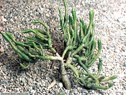 Austrocylindropuntia subulata 