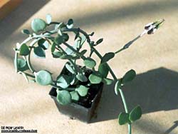 Ceropegia radicans 