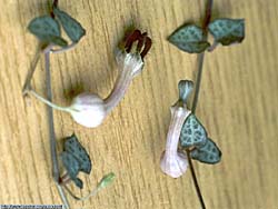 Ceropegia