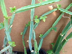 Cissus cactiformis 