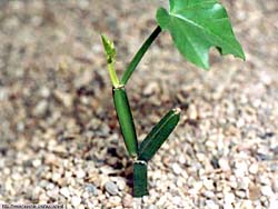 Cissus quadrangularis