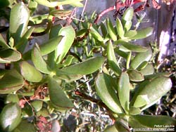 Cotyledon eliseae 