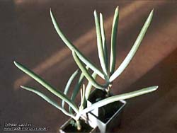 Cotyledon cv. Ms Butterfield