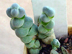 Crassula arta