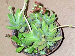 Crassula ausensis ssp. titanopsis