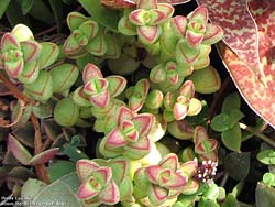 Crassula brevifolia