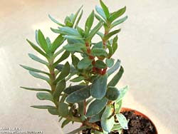 Crassula coccinea 